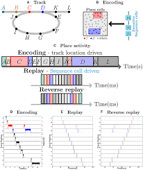 Infos pratiques, séquences insolites et bêtisier. Frontiers A Hippocampal Model For Behavioral Time Acquisition And Fast Bidirectional Replay Of Spatio Temporal Memory Sequences Neuroscience