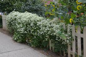 Image result for Clematis villosa