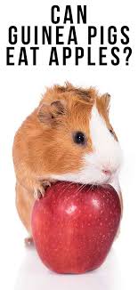 Maybe you would like to learn more about one of these? Can I Give My Guinea Pig Apples Online