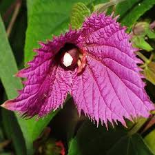 Image result for Dalechampia capensis