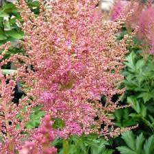 Astilbe Bloom Season Hybrids Mighty Chocolate Cherry Plant Zone