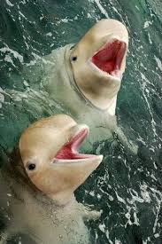 Stylish Eve Photos From Stylish Eve S Post Facebook Animales Acuaticos Animales Marinos Animales Extraordinarios
