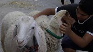 عمل كروت تهنئة بعيد الأضحى المبارك مدون عليها بعض كلمات التهنئة الجميلة ولصق قطع الحلوى بها. Ø®Ø±ÙˆÙ Ø§Ù„Ø¹ÙŠØ¯ Ø§Ù„Ù… Ø²ÙŠÙ† ÙŠØ®ØªÙÙŠ Ù…Ù† Ø£Ø²Ù‚Ø© ØªÙˆÙ†Ø³ Ø§Ù„Ø¹ØªÙŠÙ‚Ø©