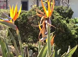 I discovered them when a friend sent us a miklus bouquet to our house for a dinner party. Monterey Farmgirl Page 2 Of 12 Living Life Simply In Beautiful Coastal California