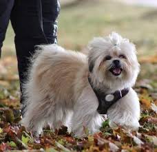 Hi me and my wife looking for a pomeranian puppy. Is The Lovable Shih Tzu Pomeranian Mix The Right Pet For You K9 Web