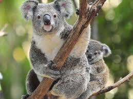 Koala agak berwarna, dengan belang pada bagian dada dan pantatnya. File Koalas Jpg Wikimedia Commons