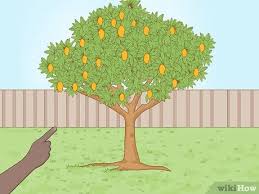 Mango trees grow best in tropical or subtropical climates. How To Plant A Mango Seed With Pictures Wikihow