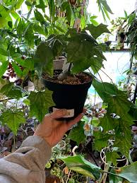 Image result for Corallocarpus triangularis