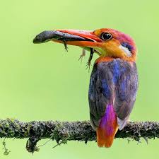 Names Birds That Start With B Follow Us For Amazing Bird Photography From Around The World Visit The Privat With Images Birds Weird Birds Bird Photography