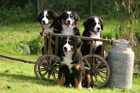 Berner Sennenhund Welpen Bernersennenhund De