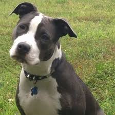 Black And White Pit Bull Terrier Mix Look How Adorable Sweet Nice And Amazing This Pitbull Terrier Is If You Think A Pitbull Is A Mean White Pitbull Black And White Pitbull Black And White Dog