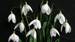 Abc Tv Como Hacer La Flor De Papel De Snowdrop Del Papel Del Crepe T Paper Flowers Paper Flower Video Crepe Paper Crafts