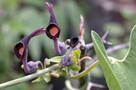 Image result for Aristolochia zenkeri