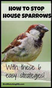It is essential to choose the best squirrel proof bird feeders to prevent squirrel, or they will mess with your feeder and bird seeds. Pin On Birds