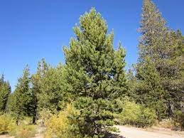 Pinus contorta includes 4 distinctly different varieties that are interfertile. Pinus Contorta Ssp Murrayana Sevenoaks Native Nursery