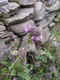 Image result for Clinopodium simense