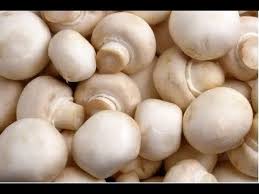 Mushroom kits normally have all of the materials that you need for planting and. How To Grow Mushrooms Youtube