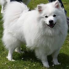 Chihuahuawa hunde und jack russels kenne ich. Pin Auf What Makes Me Happy