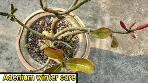 Trim and prune regularly leaving dead leaves in there won't improve the quality of the soil, it'll just allow pests a place to hide. Adenium Leaves Turn Yellow Different Diseases Why The Tips Dry Crop Production
