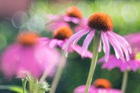 Maybe you would like to learn more about one of these? Germany Purple Coneflowers Echinacea Purpurea Stockphoto