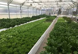 Aquaponic Farming Training The Aquaponic Source