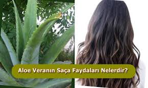 Aloe Veranin Saca Faydalari Nelerdir Sac Uzatma Kurleri