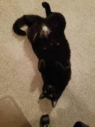 Aug 24, 2020 · black cats with white patches on the neck, belly and paws are often called tuxedo cats since they look like they're dressed up for a formal event. My Cat Is Pure Black Apart From A White Patch On His Crotch He Loves To Lay On His Back To Show It Off Aww