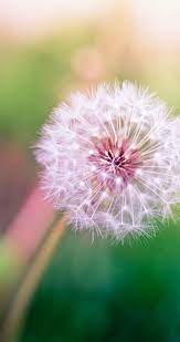 34 Amazing Wallpaper For Iphone X Iphone Wallpaper Iphone Background Iphone Wallpaper Tumblr Iphone X Wallpa Dandelion Wallpaper Flower Wallpaper Dandelion
