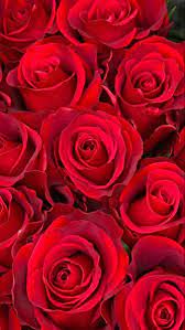 Wholesale Roses In 2021 Wholesale Roses Rose Flowers