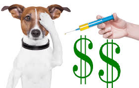 Selling your puppies online is an art. Can You Sell A Puppy Without Shots Hidden Truth Exposed