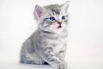 British Shorthair Kittens – kittens for sale