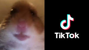 What Is The Hamster Cult On Tiktok Viral Trend Challenges Lana Cult Dexerto