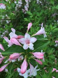 We did not find results for: Identification Of Pink Flowering Perennial Flowers Forums