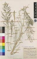 Image result for Eragrostis cylindriflora