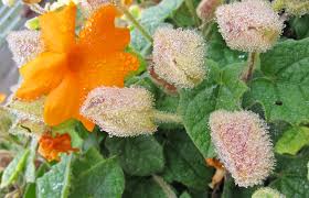 Image result for Thunbergia gregorii