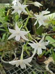 Image result for Aerangis appendiculata