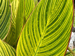 We did not find results for: Quilted Blooms In Bloom 22 Canna Lily Foliage