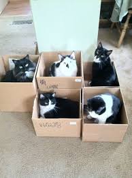 Pin By Wendy Steiner On Cats Cats Crazy Cats Cat Box