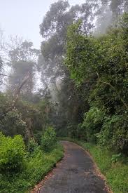 Image result for Sopubia conferta