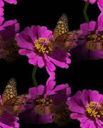 Flowers wallpapers hd sort wallpapers by: Flowers And Butterflies Background Butterfly Butterfly Background Flower Wallpaper Butterfly Gif
