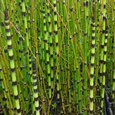 These plants can grow in the shade or in the sun. Barred Horsetail Equisetum Japonicum Marginal Plants Wetland Plants