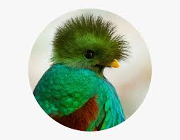 quetzal png transparent png kindpng quetzal png transparent png kindpng