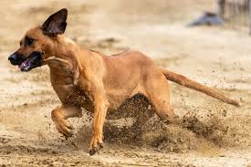 Image result for rhodéský ridgeback