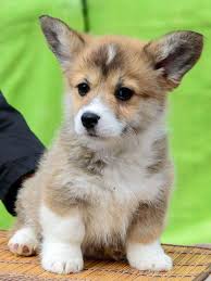Corgi puppies for adoption in ct. Kawaii Adorable Corgi Puppies Novocom Top