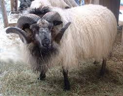 Look At These Gorgeous Horns On This Icelandic Sheep Farm Animals Sheep Livestock