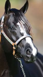 What Is The Most Popular Horse Breed For Reining 5 Beautiful And Talented Horses Horses Reining Horses Horse Breeds