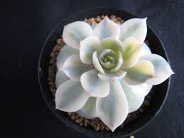 Image result for Monadenium spinulosum