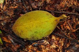 Image result for Sterculia tragacantha