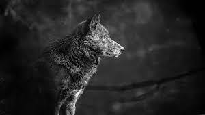 Wolf wallpapers, backgrounds, images 3840x2400— best wolf desktop wallpaper sort wallpapers by: 4k Wallpapers Wolf Lone 4k Wallpapers Wolf Lone Wolf Wallpaper Grey Wolf Black Wolf