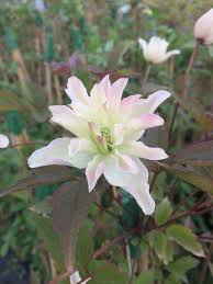Across (5 cm), from late spring to early summer. Andy Jeanes On Twitter Clematis Montana Primrose Star A Full Double Flower With Hints Of Pink Clematis Montana Https T Co 7ncgawzogd Twitter